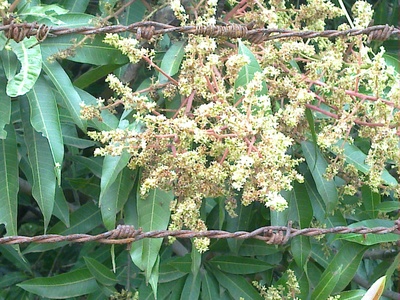 Mango flower