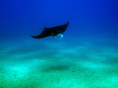 Manta Ray