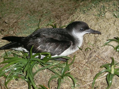 Manx Shearwater