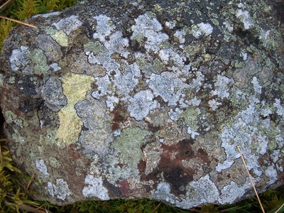 Map Lichen