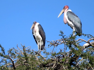 Marabou stork