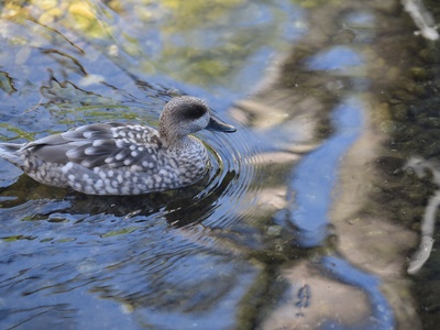 Marbled Duck