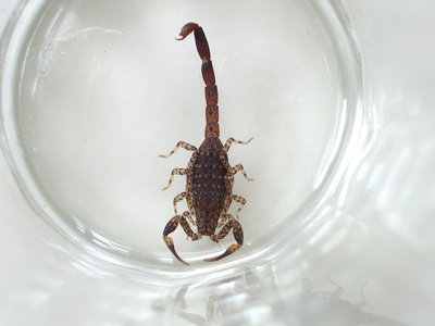 Marbled Scorpion