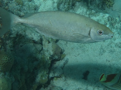 Marbled spinefoot