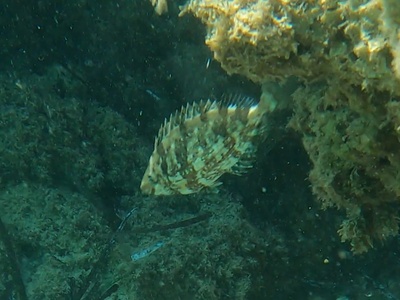 Marbled spinefoot