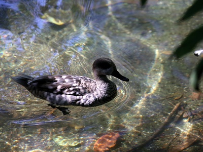 Marbled Teal
