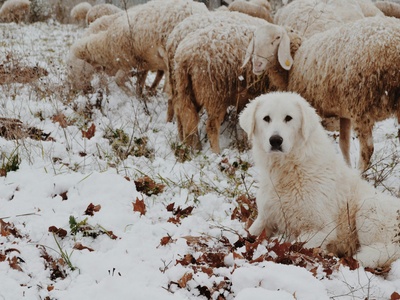 Maremma Sheepdog