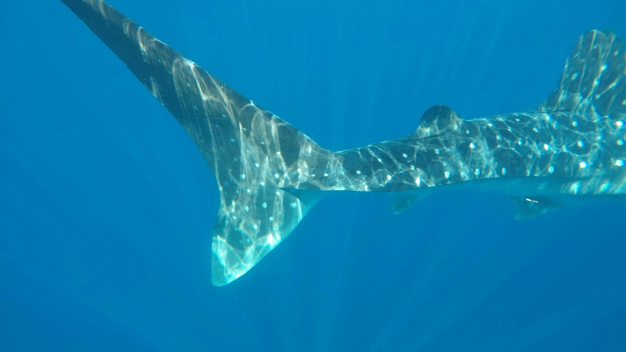 Whale shark, sea turtle and manta ray in Philippine waters