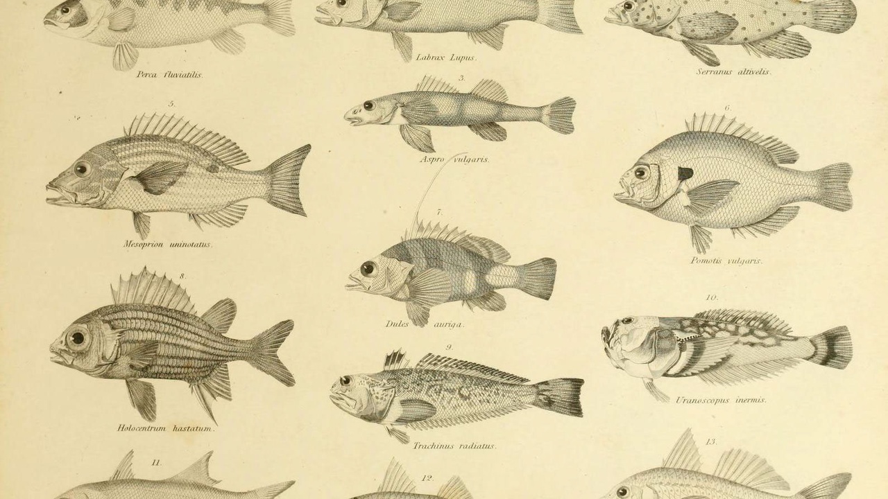 Dolphins leaping near a rocky French coastline, representing marine life from Brittany to the Mediterranean