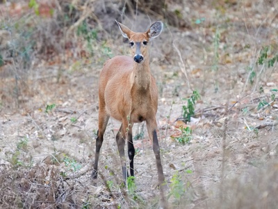 Marsh deer