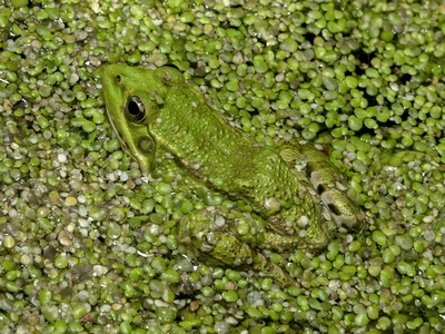 Marsh frog