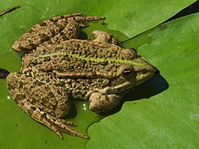 Marsh frog