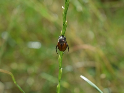 Marsh Ground Beetle