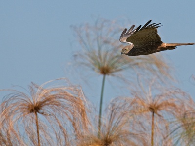 Marsh Harrier