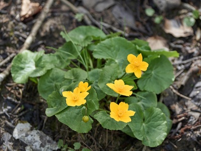 Marsh marigold