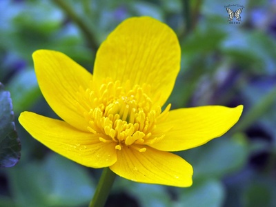 Marsh marigold