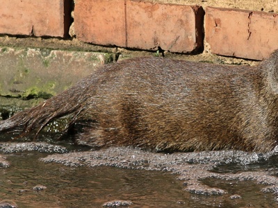 Marsh mongoose