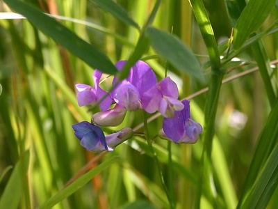 Marsh pea