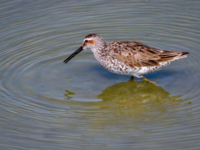 Marsh Sandpiper