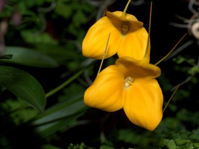 Masdevallia Orchid