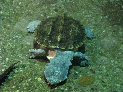 Mata Mata Turtle