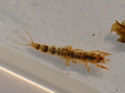 Mayfly nymph