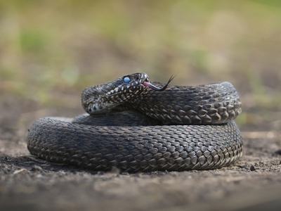 Meadow Viper