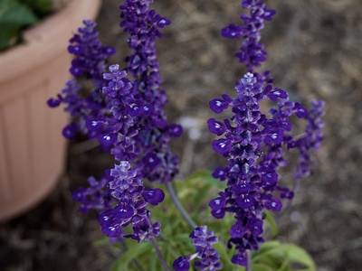 Mealycup Sage 'Victoria Blue'