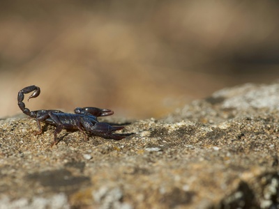 Mediterranean common scorpion