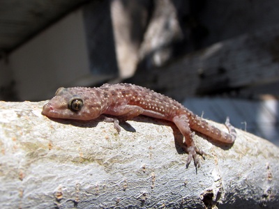 Mediterranean House Gecko