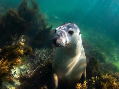 Mediterranean Monk Seal