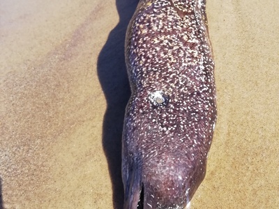 Mediterranean moray