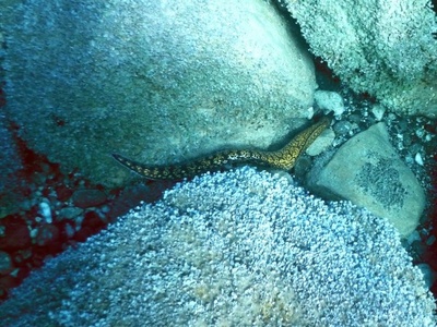 Mediterranean moray