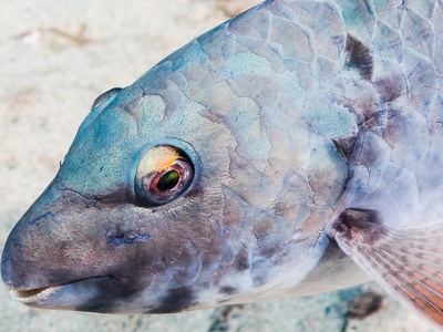 Mediterranean parrotfish