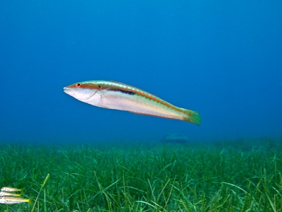 Mediterranean rainbow wrasse