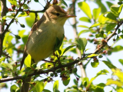 Melodious Warbler