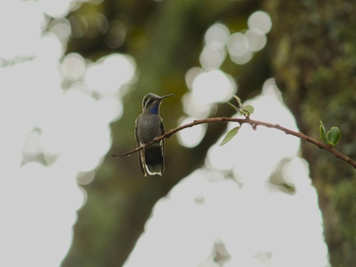 Ménétries's Warbler