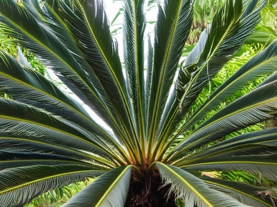 Micronesian Cycad