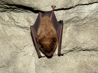 Micronesian Sheath-tailed Bat
