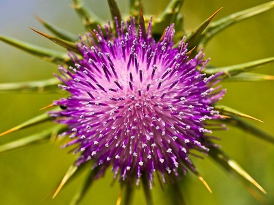 Milk Thistle