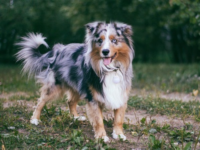 Miniature American Shepherd