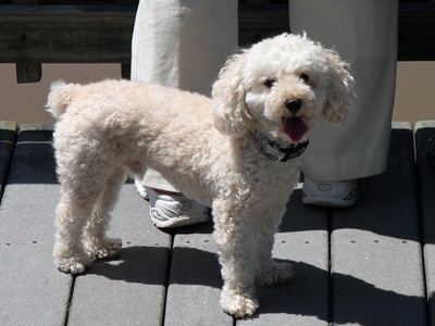 Miniature Poodle