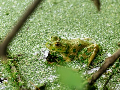 Mistbelt Moss Frog