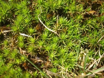 Mnium moss