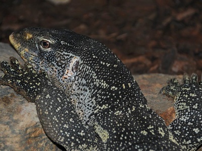 Monitor lizard (Nile monitor) 