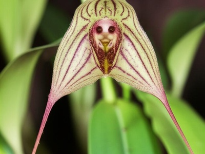 Monkey Face Orchid