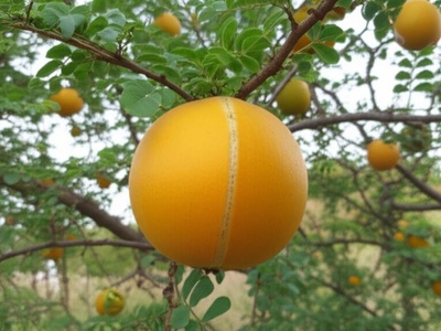 Monkey Orange