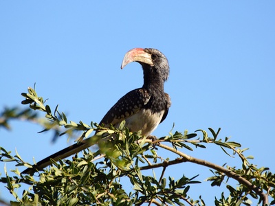 Monteiro's Hornbill