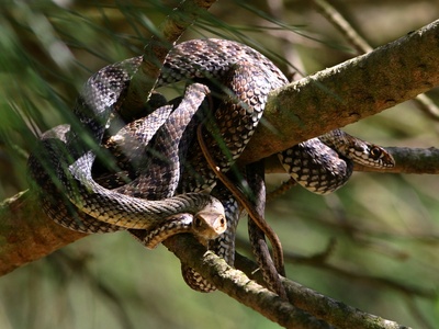 Montpellier Snake