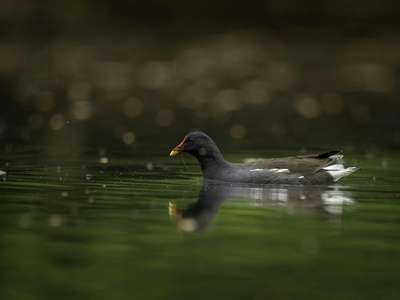 Moorhen